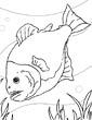 Piranha coloring page