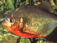 Piranha image