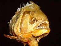 Piranha image