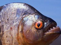 Piranha photo