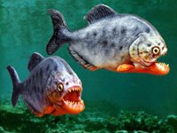 Two Piranhas