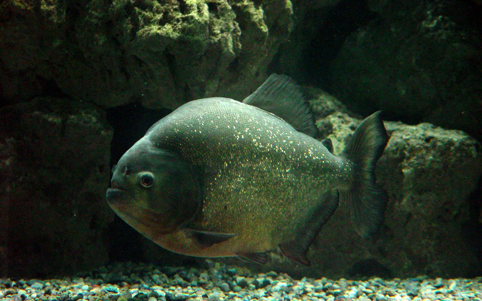 free Piranha wallpaper wallpapers download