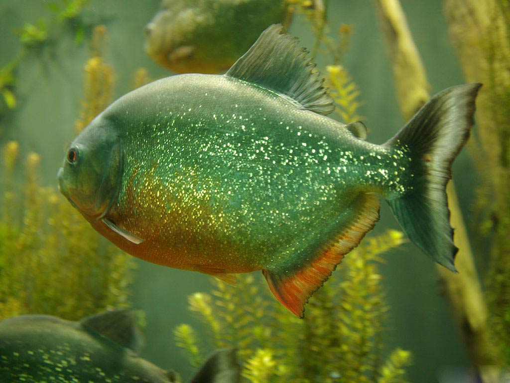 free Piranha wallpaper wallpapers download