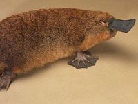 Platypus image