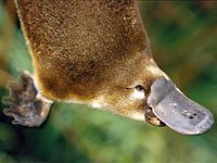 Platypus picture