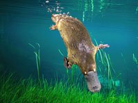 Swimming Platypus