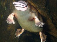 Platypus image