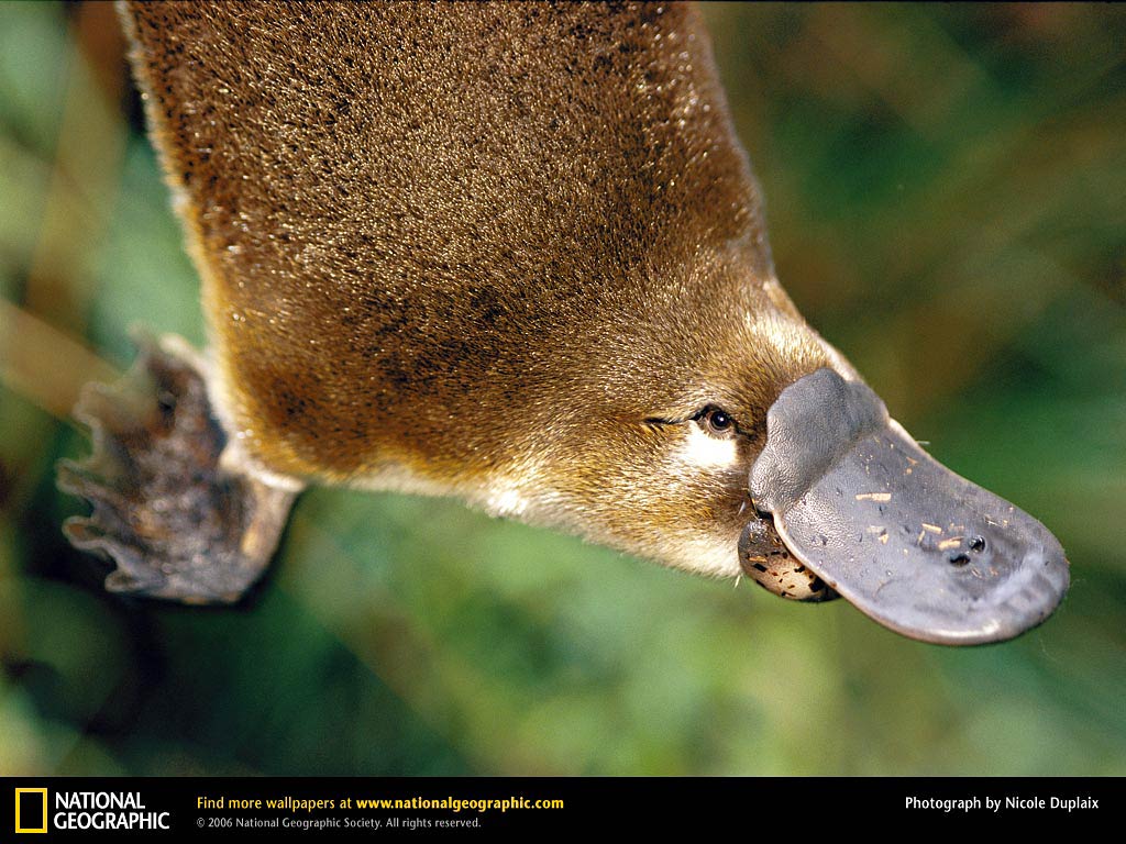 free Platypus wallpaper wallpapers download