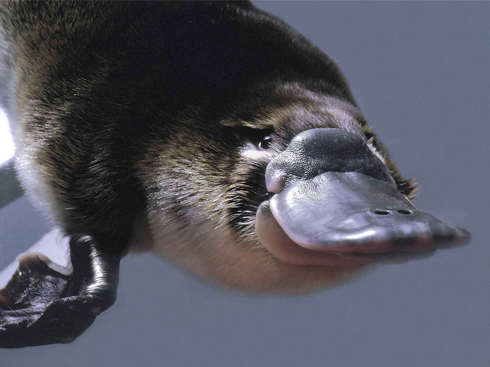 free Platypus wallpaper wallpapers download