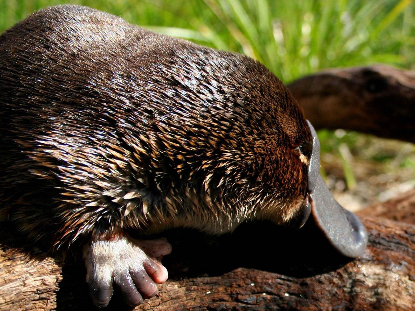 free Platypus wallpaper wallpapers download