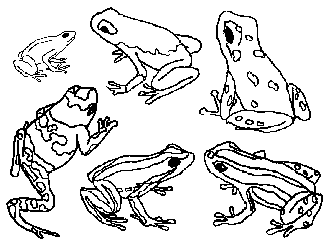 Poison Dart Frog coloring page - Animals Town - Animal color sheets