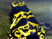 Poison Dart Frog picture