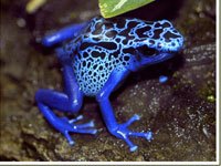 Blue Poison Dart Frog picture