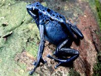 Blue Poison Dart Frog on a log