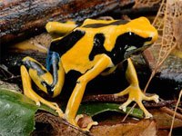 Yellow Poison Dart Frog