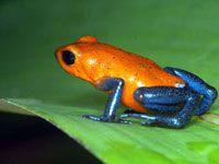 Poison Dart Frog picture