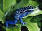 Poison Dart Frog wallpaper