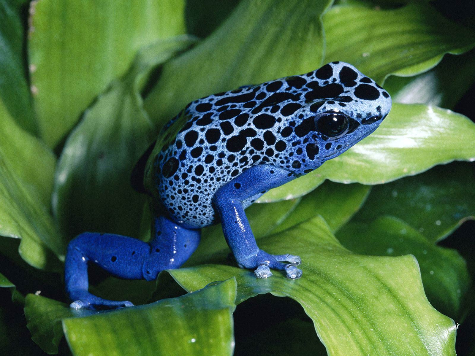 free Poison Dart Frog wallpaper wallpapers download