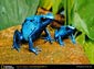 Poison Dart Frog wallpaper