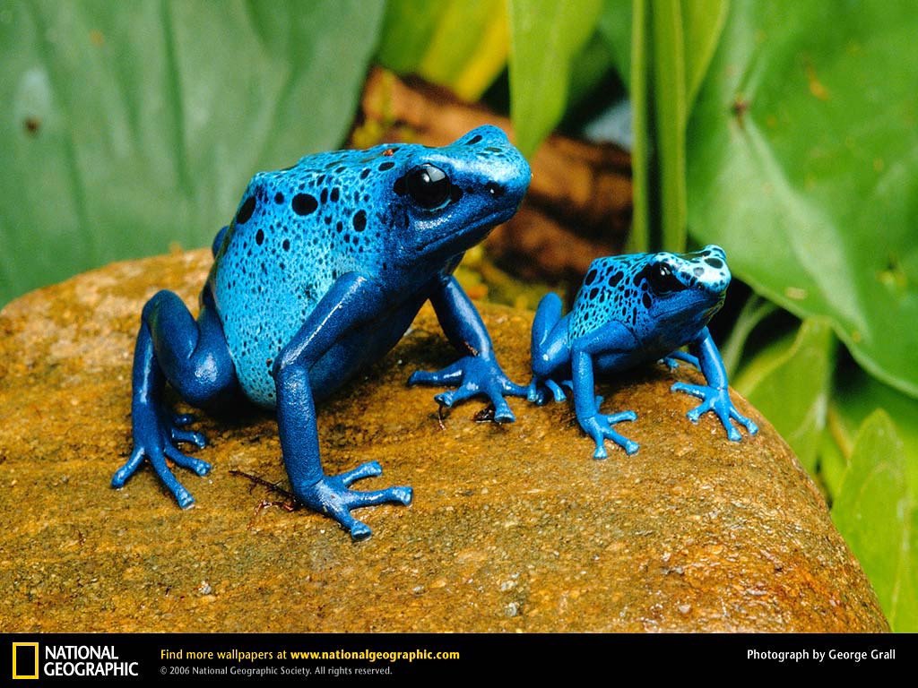 Poison Dart Frog Wallpapers - Animals Town
