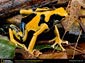 free poison dart frog wallpaper