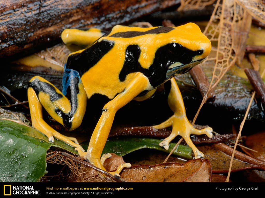 free Poison Dart Frog wallpaper wallpapers download