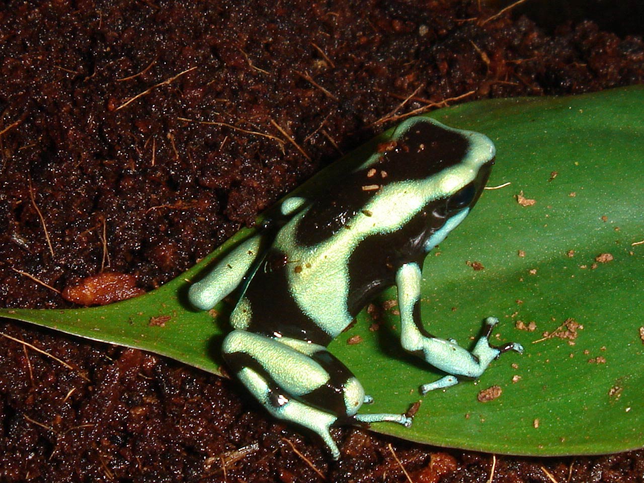 free Poison Dart Frog wallpaper wallpapers and background