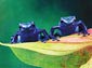 poison dart frog wallpaper