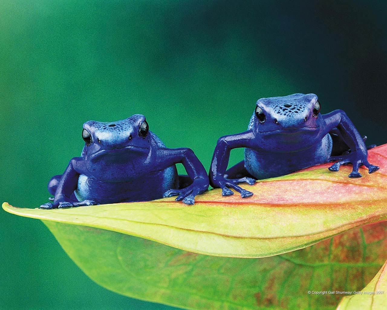 free Poison Dart Frog wallpaper wallpapers download