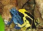 poison dart frog wallpaper picture