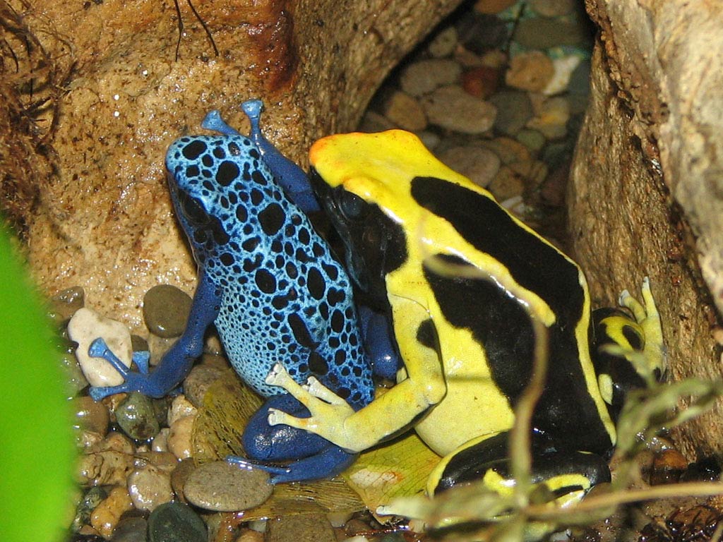 free Poison Dart Frog desktop wallpaper wallpapers Desktop and Mobile