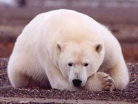 Polar Bear image