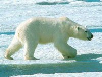 Polar Bear image