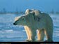 free polar bear wallpaper