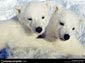 Polar Bear wallpaper