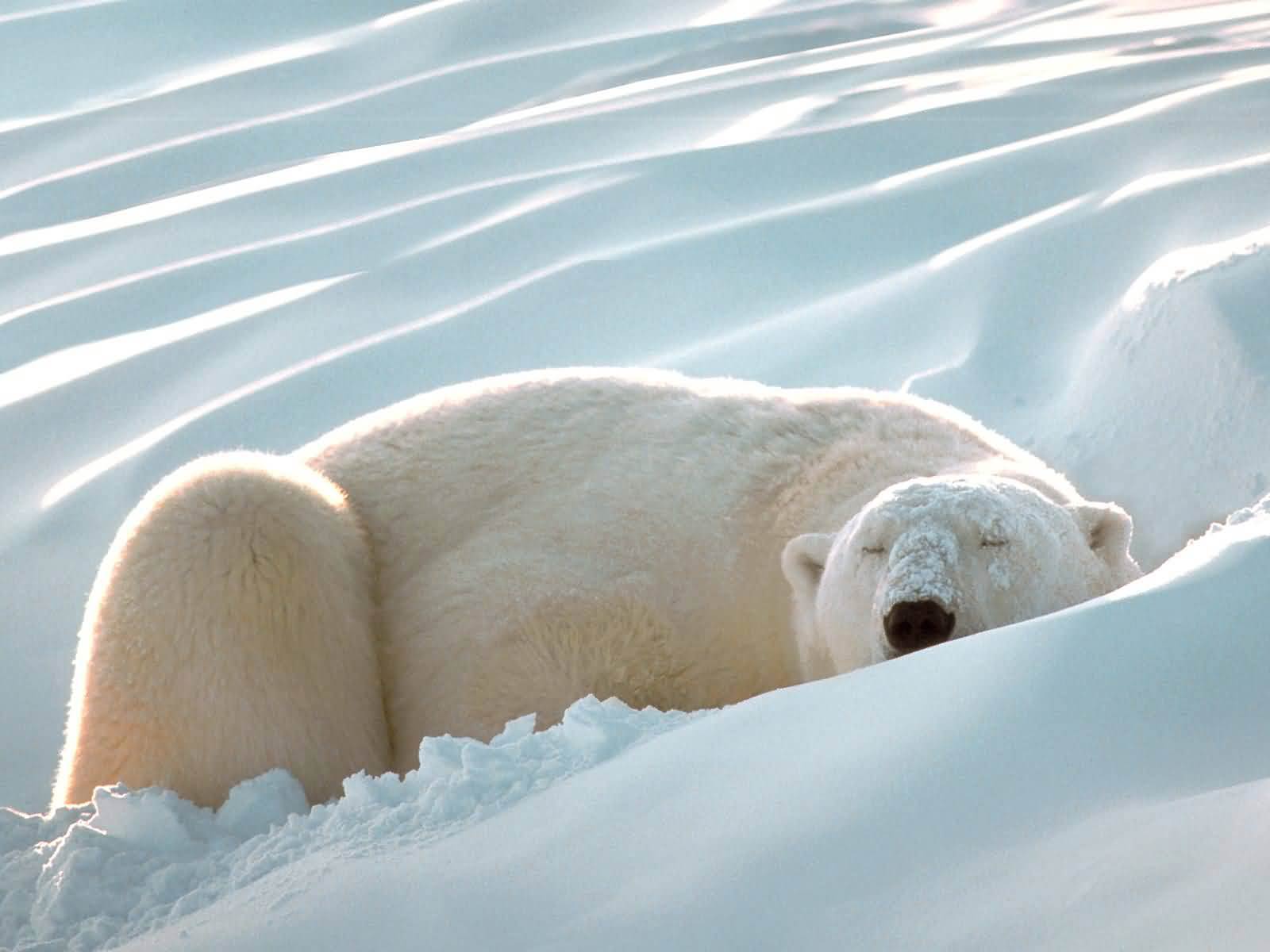 free Polar Bear wallpaper wallpapers download