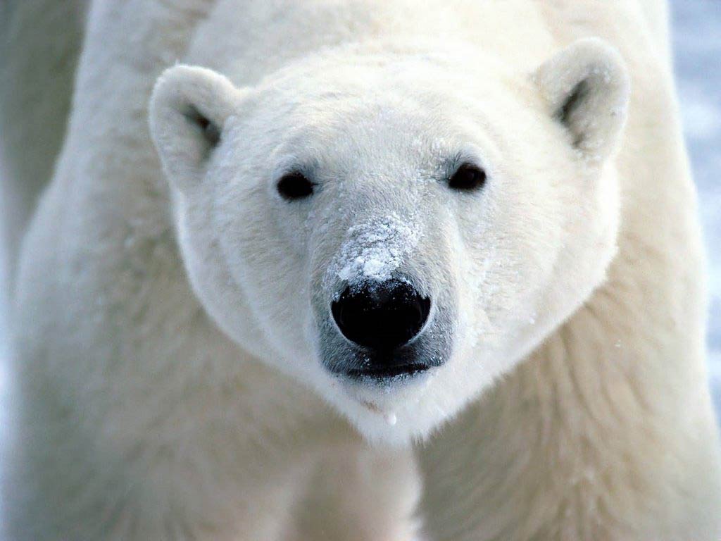 free Polar Bear desktop wallpaper wallpapers Desktop and Mobile