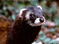 polecat