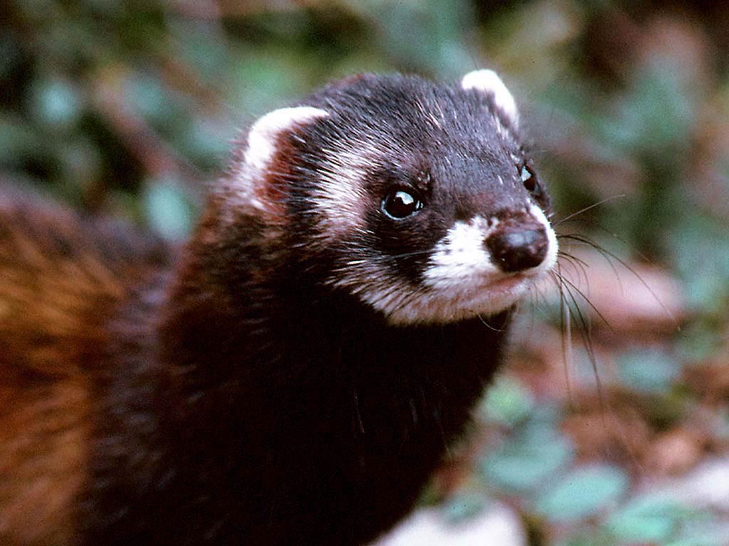 free Polecat wallpaper wallpapers download