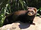 polecat wallpapers