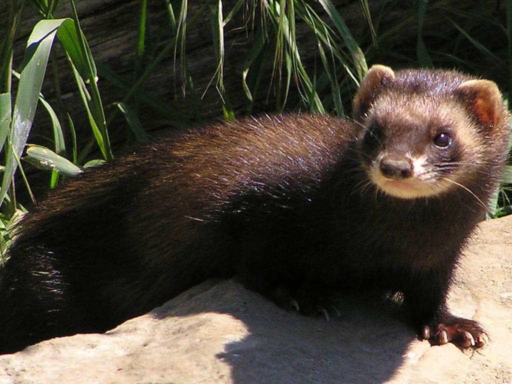 free Polecat wallpaper wallpapers download