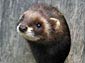 free polecat wallpaper