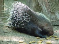 Porcupine