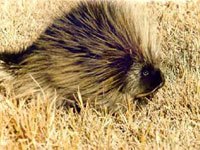 Porcupine habitat