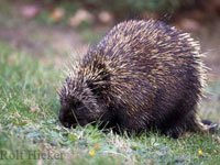 Porcupine eating