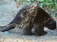 Porcupine picture