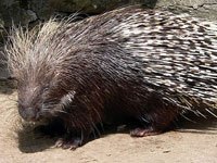 Porcupine