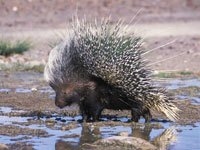 Porcupine at the water