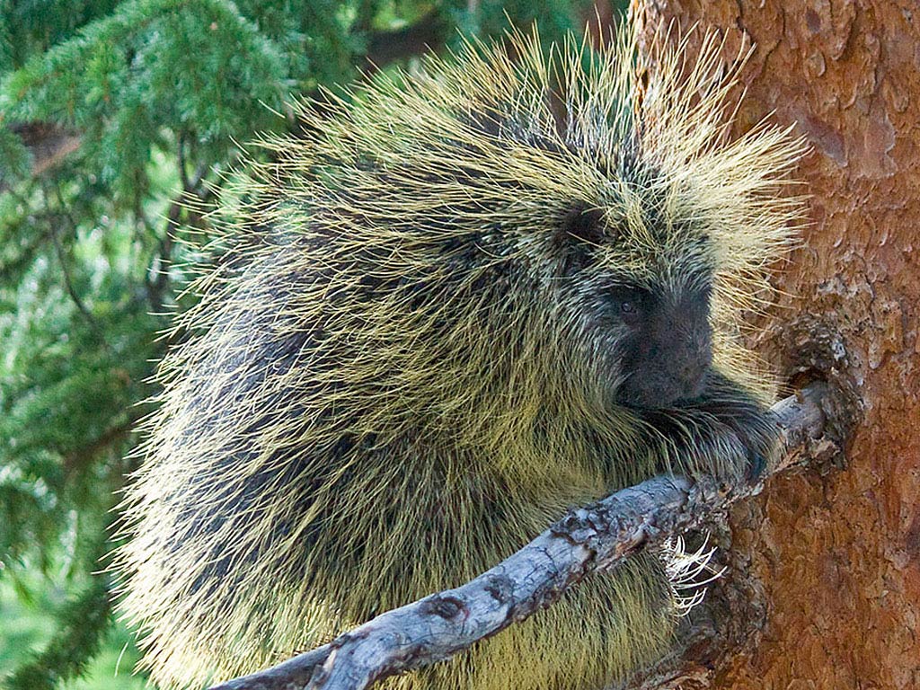 free Porcupine wallpaper wallpapers download