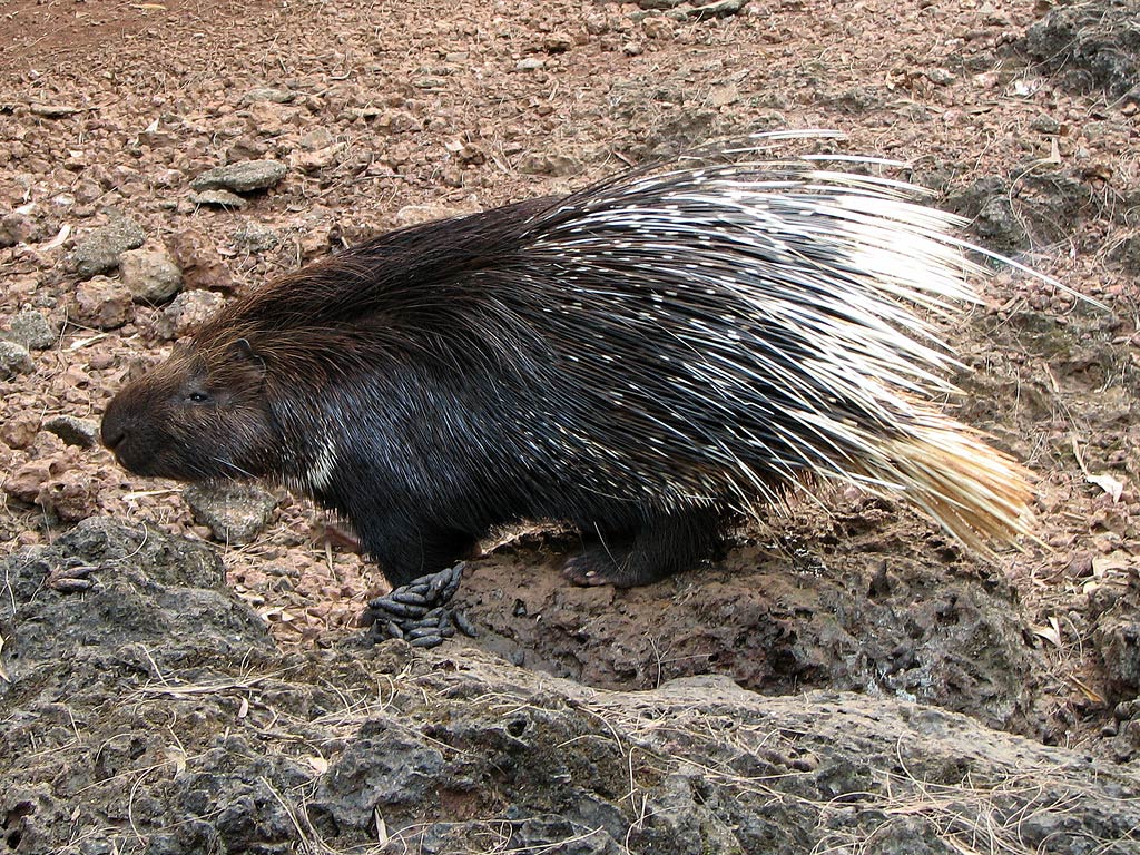 free Porcupine wallpaper wallpapers download